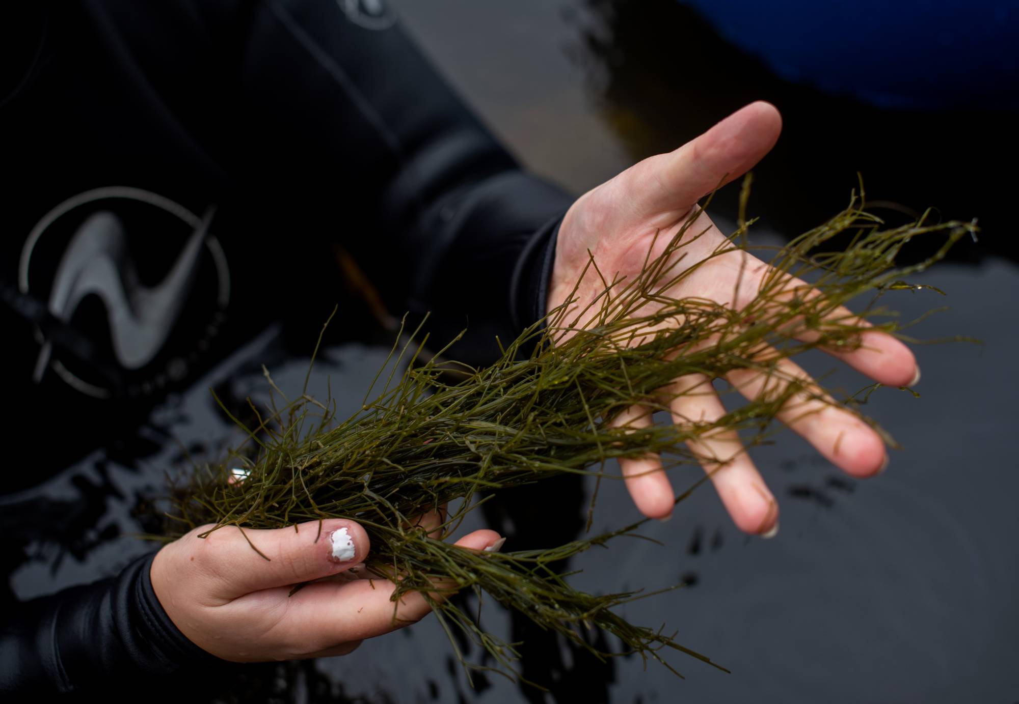Student in a black wetsuit holding a sample lake algae/grass in their hands